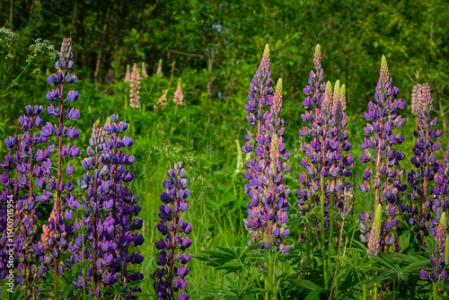 Wallpaper Mural Blooming lupine flowers . Lupine field. Colorful lupinus of pink, violet, blue, white,  . Lupine in full bloom. Torontodigital.ca