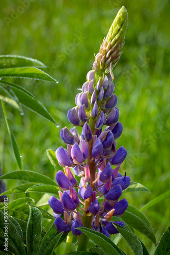 Wallpaper Mural Blooming lupine flowers . Lupine field. Colorful lupinus of pink, violet, blue, white,  . Lupine in full bloom. Torontodigital.ca