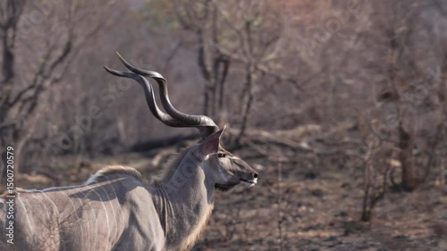a close up tracking clip of a male greater kudu walking at kruger national park of south africa