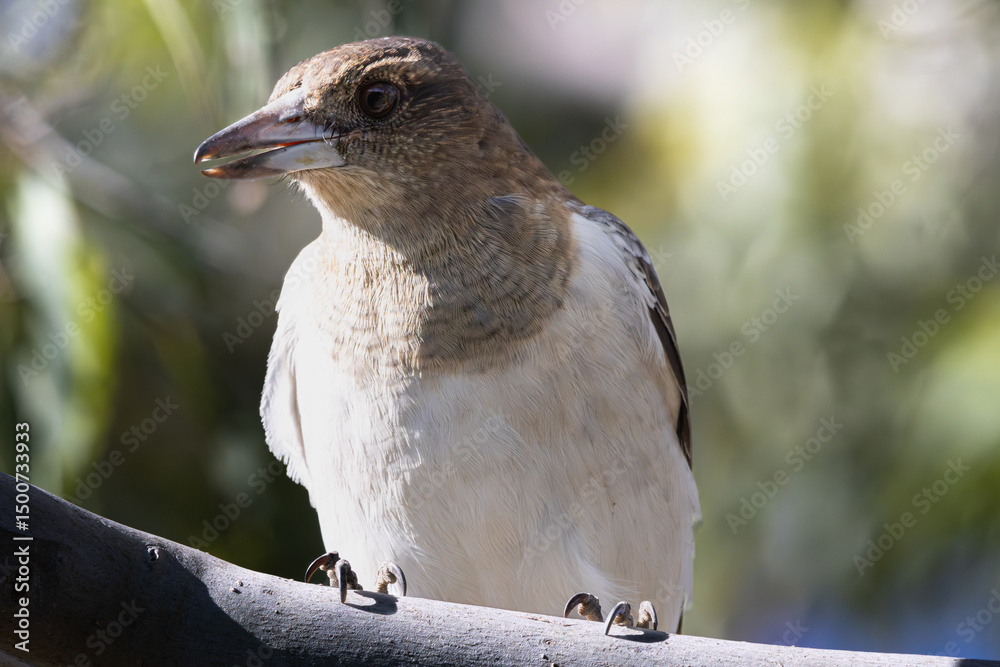Obraz premium Close up of a juvenile Pied Butcherbird