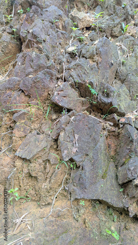 moss on stone
