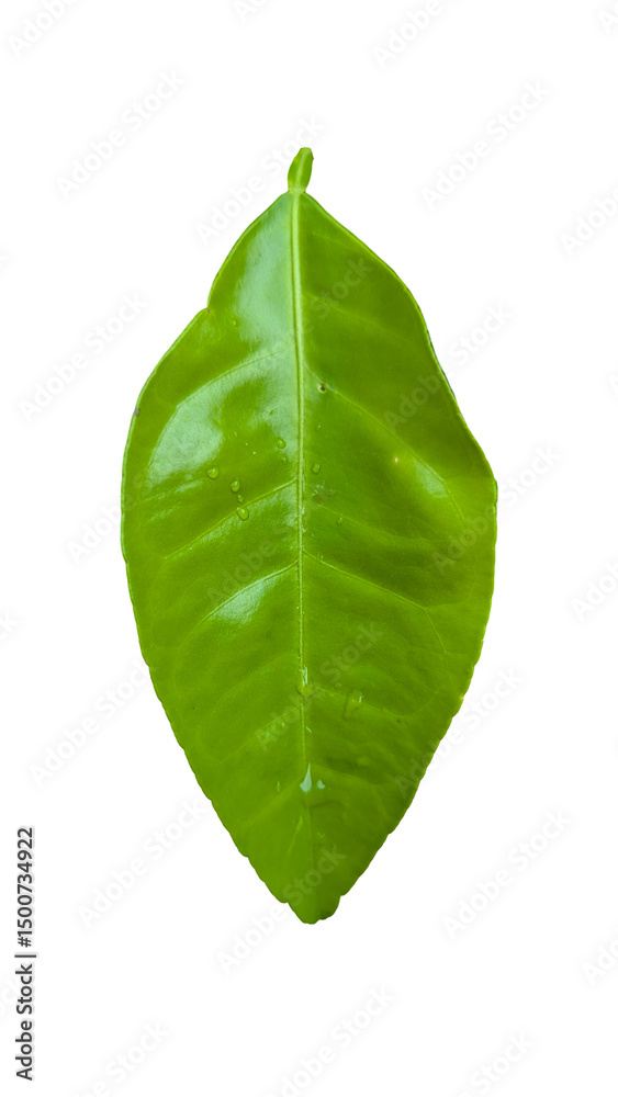 Fototapeta premium green leaf isolated on white background