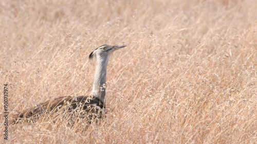 a tracking shot of a kori bustard walking in long grass at kruger national park of south africa
