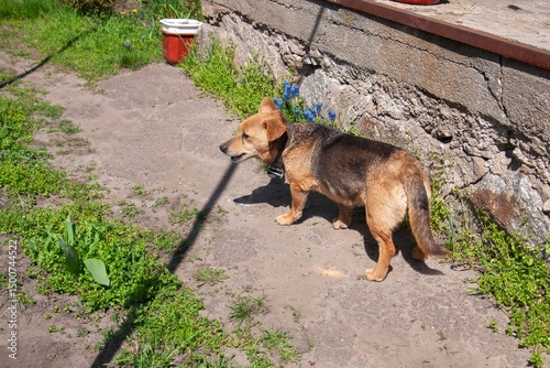 A friendly mixed-breed dog standing confidently on a concrete path in the sunlight.