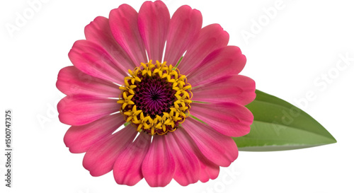 Isolated Pink Zinnia Flower with Yellow Center on Transparent Background