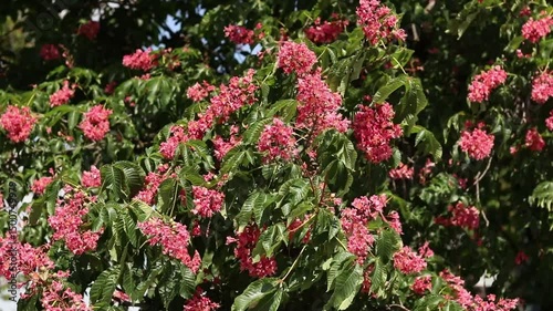 Wallpaper Mural Red flowers with selective focus. Red horse-chestnut (Aesculus × carnea), a hybrid of two species of horse-chestnut. Close-up of chestnut blossom. Chestnut flowers among green leaves Torontodigital.ca