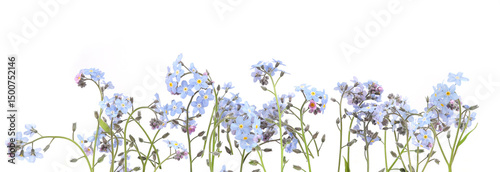 Spring blue flowers Myosotis isolated on white background.  Flowers Myosotis are called forget-me-not or scorpion grasses.