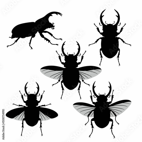 Beetle collection insect entomology black silhouette