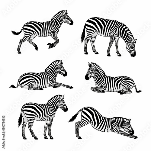 Zebra wildlife set animal mammal nature