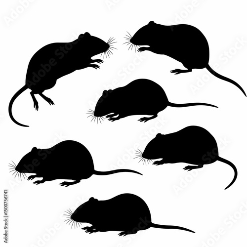 Rats rodents silhouette animal pet mammal