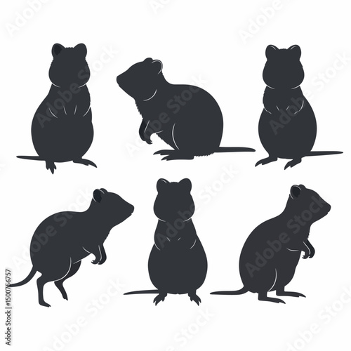 Quokka silhouette marsupial animal wildlife outline