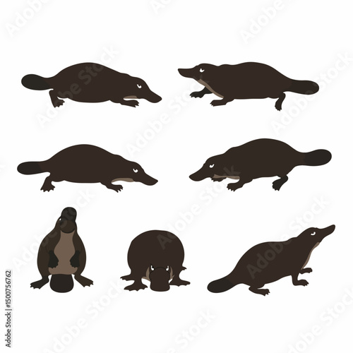 Platypus collection, Australian animal, monotreme, river inhabitant