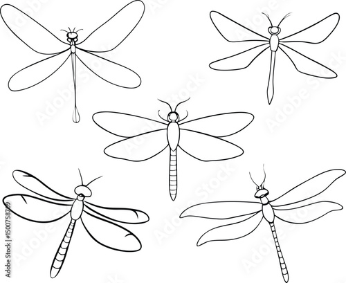 Various outlined dragonfly insects showcase delicate wing structures against a plain backdrop