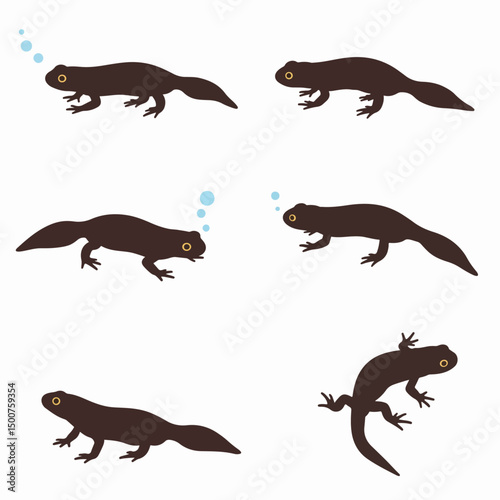 Newt salamander amphibian animal wildlife