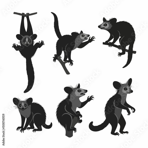 Aye-aye lemur in various poses on white