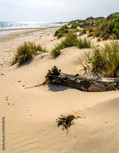 Serene beach landscape with gentle waves, sandy dunes, and lush vegetation, perfect for relaxation and nature photography