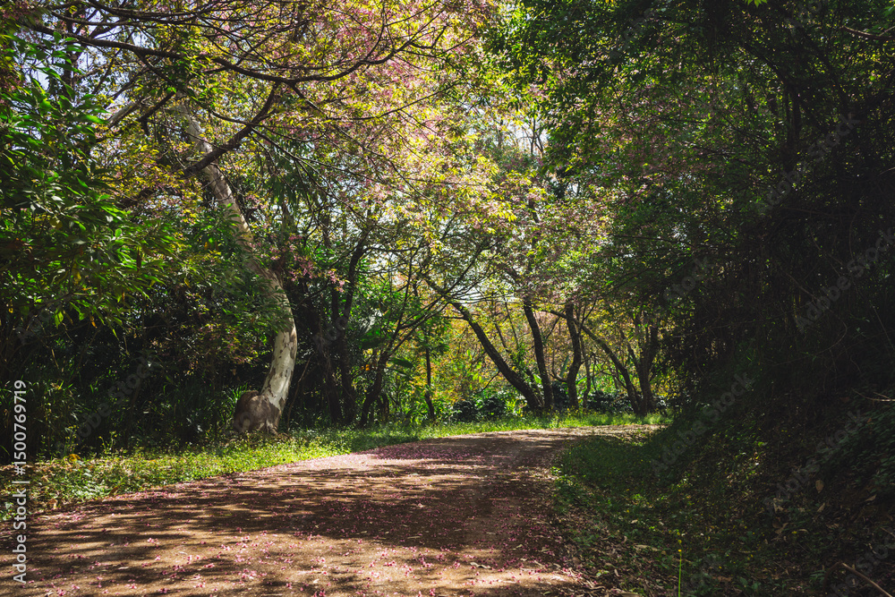 Obraz premium solo traveler in nature concept with country road with pink cherry blossom tree in springtime season