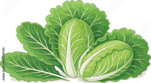 Fresh Green Lettuce Illustration on White Background