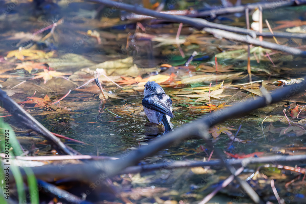 Obraz premium 飛び回る可愛いエナガ（エナガ科）、メジロ（メジロ科）の群れ 水盤で水浴びをしている。 英名学名：long tailed tit (Aegithalos caudatus) Japanese White Eye (Zosterops Japonica) 千葉県市川市大町公園自然観察園2024 大町の谷戸全体が公園。湿地や里山、森林等、武蔵野の自然が保存されている。 