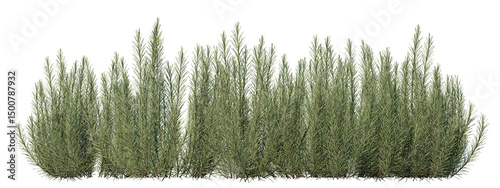 Rosemary field is use for decoration with isolated on transparent background - PNG file, 3D rendering
