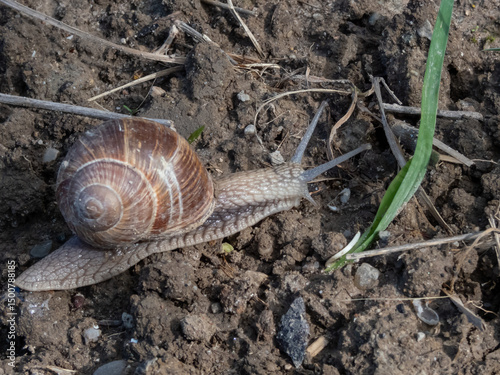 Close-up of the Roman snail or Burgundy snail (Helix pomatia) crawling on wet soil outdoors