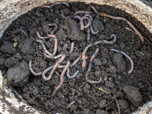 Close-up of many earthworms in black soil in a bucket for fishing bait