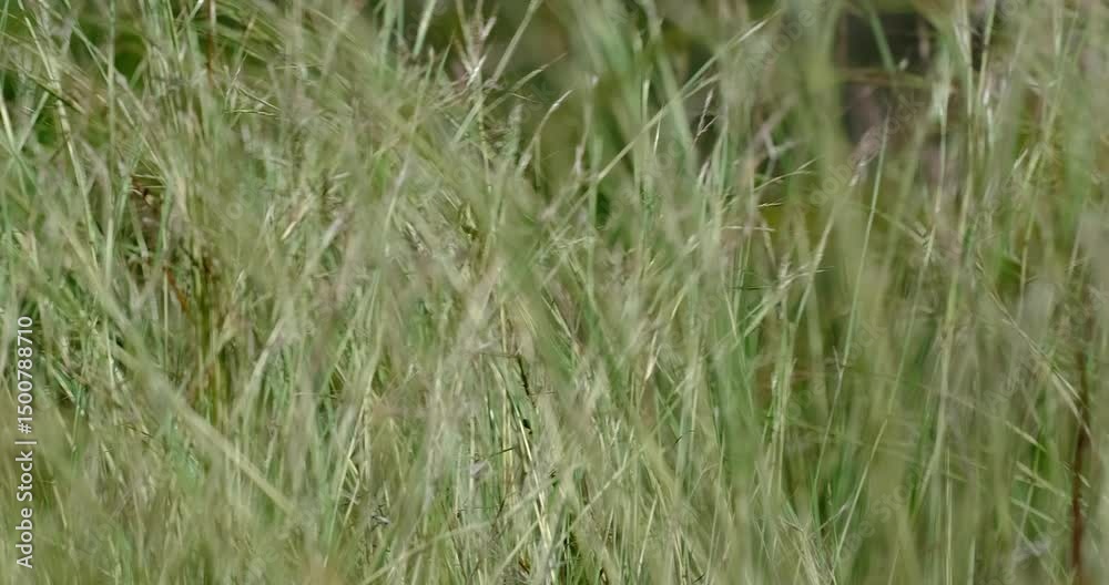 green grass in the wind green grass in the wind