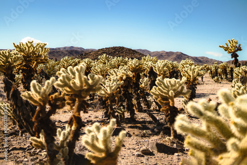 Close-Up View of Cholla Cactus Garden in Desert Landscape, Blue Sky