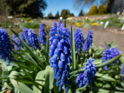 Blue Grape Hyacinth (Muscari armeniacum) 'Heaven' flowering with bright blue, bell-shaped flowers in grape-like clusters in garden