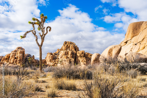 Foto Lone Joshua tree and golden rock formations under a bright deser