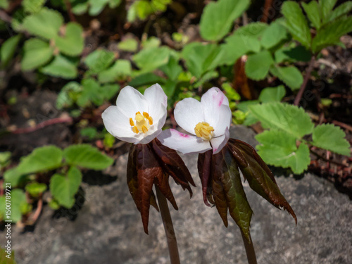 Close-up of Himalayan may apple (Sinopodophyllum hexandrum) flowering with pinkish or white flowers with yellow stamens in a garden