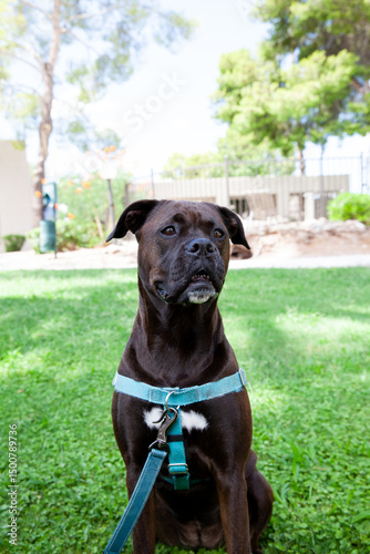 Happy dog sitting in a shady spot