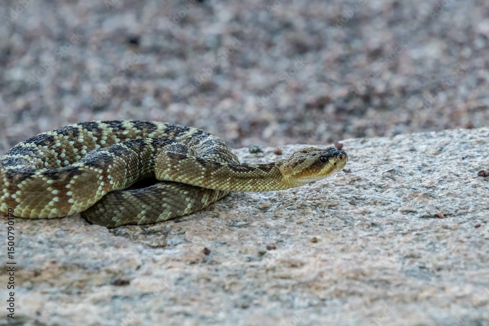 A Black Tailed Rattlesnake in Tucson, Arizona A Black Tailed Rattlesnake in Tucson, Arizona