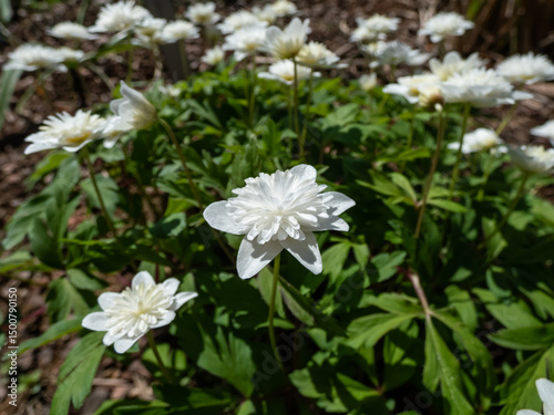 Wood Anemone (Anemone nemorosa) 'Vestal' flowering with double, pure white flowers with 6-7 petals in garden in spring