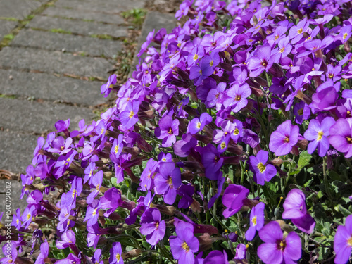 Evergreen plant rock cress (Aubrieta x cultorum) 'Blue Emperor' with small blue - purple flowers forming carpet in rock garden in spring