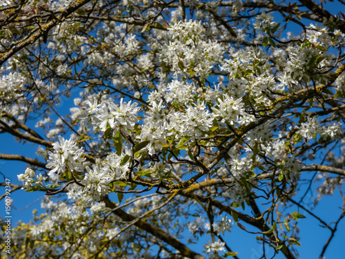 Juneberry, shadbush or snowy mespilus (amelanchier lamarckii) 'Ballerina' flowering with white, star-shaped flowers in a park in spring
