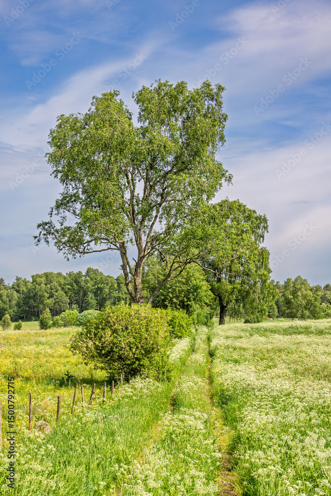 Fototapeta premium Path on a meadow with flowering Cow parsley a sunny summer day