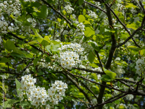 Close-up of white flowers in pendulous long clusters (racemes) of the Bird cherry, hackberry, hagberry or Mayday tree (Prunus padus) in spring