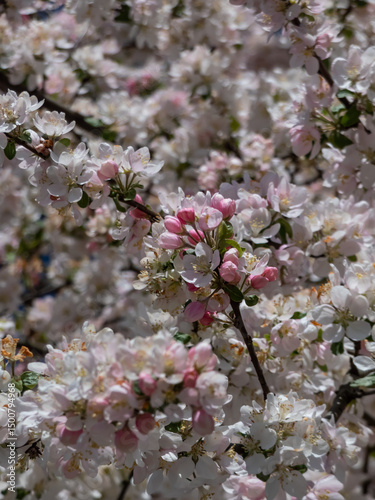 View of big apple tree in full bloom flowering with pink flower buds and white blossoms in an orchard