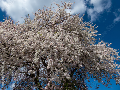 View of big apple tree in full bloom with pink flower buds and white blossoms in an orchard with blue sky in background