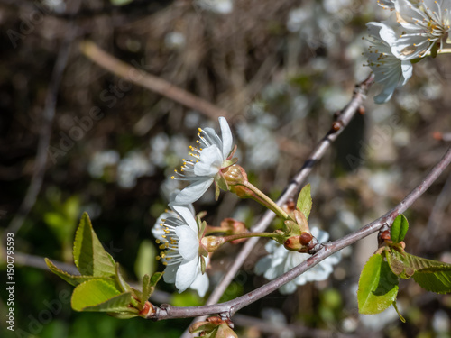 Close-up of white flowers arranged in corymbs of two to six together of Wild, sweet or gean cherry (Prunus avium) in early spring..