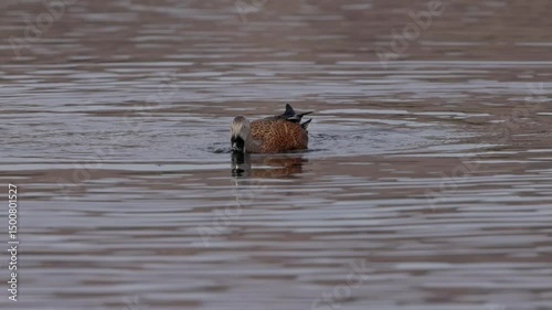 a high frame rate tracking clip of a male red shoveler duck swimming and feeding at laguna nimez reserve of el calafate in argentina