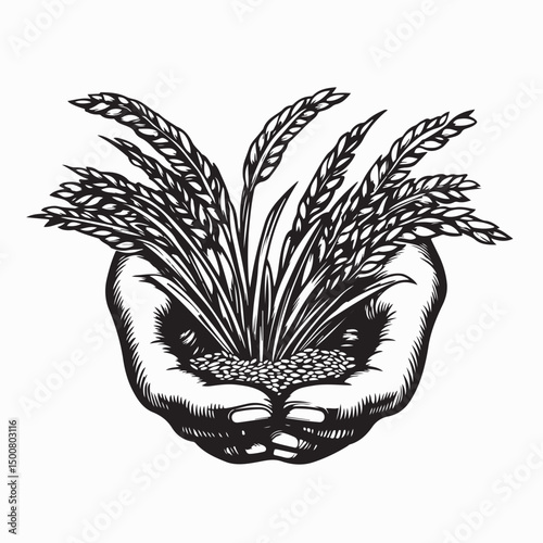 Farmer holding rice plant in his palm Image vector isolated on white background.