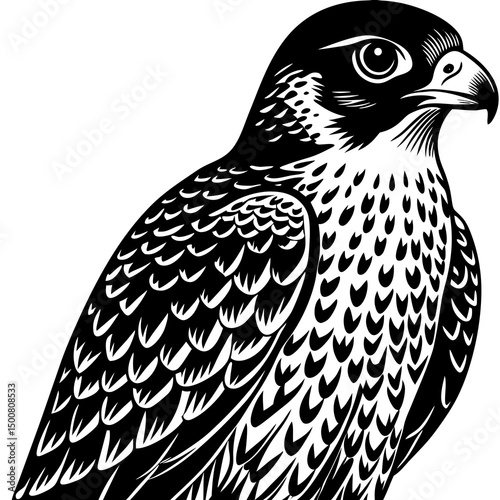 bird of prey
