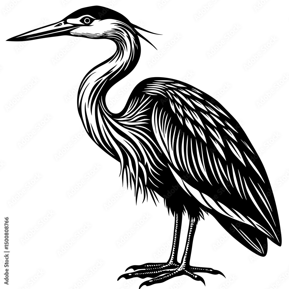 Obraz premium black crowned crane