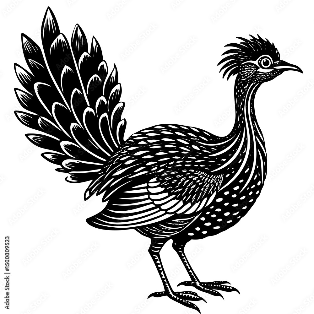Fototapeta premium rooster isolated on white background