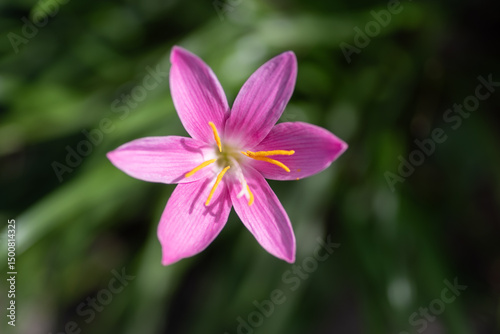 ピンクの花をマクロレンズで撮影