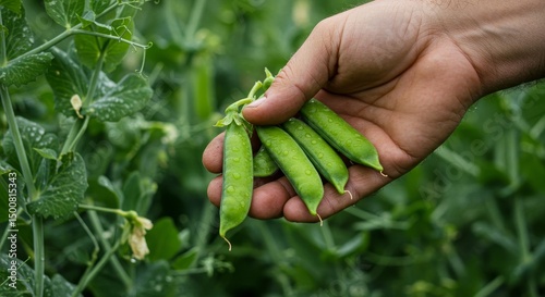 Photo of Hand Holding Fresh Green Pea Pods from Organic Farm Harvest