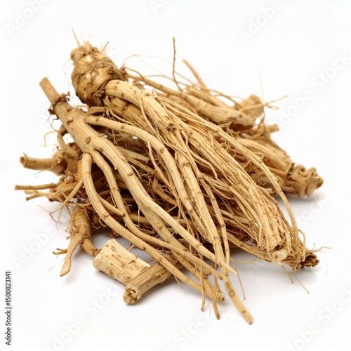 Angelica Sinensis Illustration for Herbal Medicine, Angelica Sinensis Botanical Art, and Angelica Sinensis Natural Remedy Design