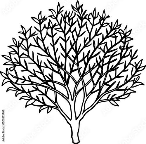  shrub outline vector illustration line art